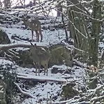 بيت للعطل Le Loft Du Renard, Cosy Au Coeur De La Nature Boisee A Wepion, Parenthese Douce Dans La Vallee Mosane نامور