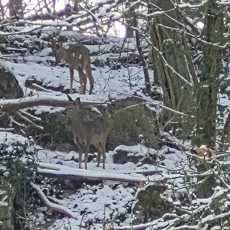 Ferienhaus Le Loft Du Renard, Cosy Au Coeur De La Nature Boisee A Wepion, Parenthese Douce Dans La Vallee Mosane Namur (Namen)