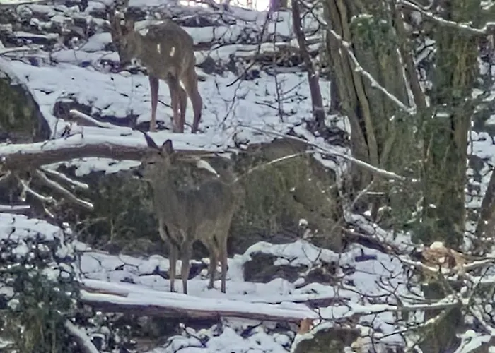 בית נופש Le Loft Du Renard, Cosy Au Coeur De La Nature Boisee A Wepion, Parenthese Douce Dans La Vallee Mosane נמור